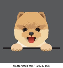 Vector image of a gold Pomeranian dog. Cute puppy