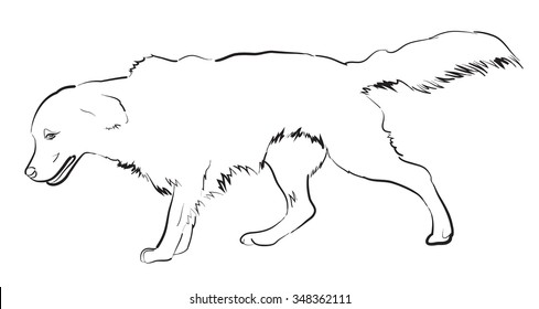 Vector image an golden retriever dog white background