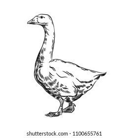 51,787 Duck drawing Images, Stock Photos & Vectors | Shutterstock