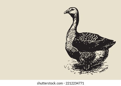 Vector image - goose walking on the grass