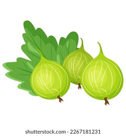 Vector image of a gooseberry . The concept of a healthy diet and lifestyle. A ripe and delicious product. A bright element for your design