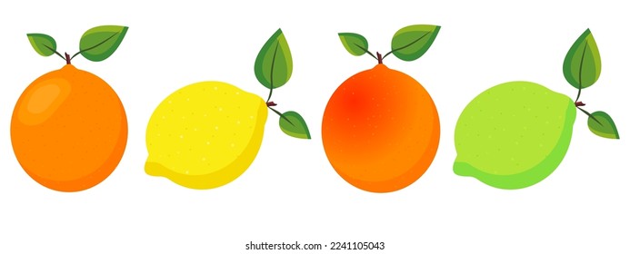 Vector image of grapefruit, lemon, lime, orange. Juicy healthy citrus fruit. A design element for web applications, websites and social networks.