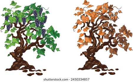 vector image of a grapevine. vineyard