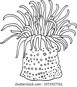 Vector image. Graphic drawing of a sea actinia. Design for illustrations, stickers, and marine aquariums