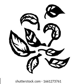 Imagen vectorial de hojas gráficas. Línea. Silhouette. La decoración y el diseño