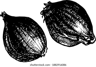 
Vector image, graphics. Black and white image of onions. Element for design, clipart.