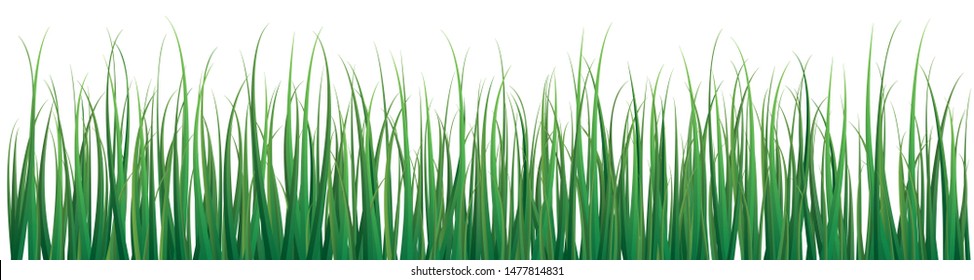 vector image of grass isolated on white background .