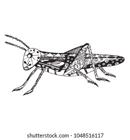 Vector image of an grasshopper. Black and white print with patterns.