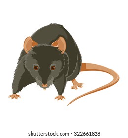 Vector Image Of A Gray Evil Rat