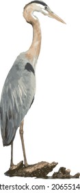 Vector Image of a Great Blue Heron Bird Perched on a Log  