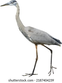 Vector Image of a Great Blue Heron Bird Isolated 