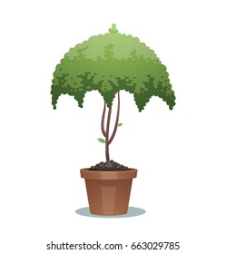 Vector image of a green bonsai tree in the form of an umbrella in a brown pot on a white background. Social network, icon, rain, weather, autumn, nature, gardening. Vector illustration.
