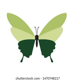 Vector image of a green butterfly with big wings. Butterfly on a white background.