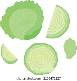 
Vector image of green cabbage. Cut and whole head of cabbage on a white background.