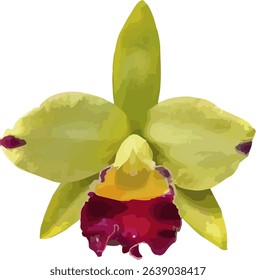 vector image of a green Cattleya orchid flower on a isolated
