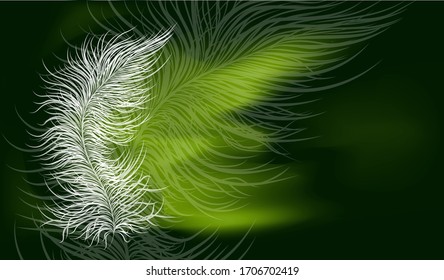 Vector image in green colors and a transparent feather.