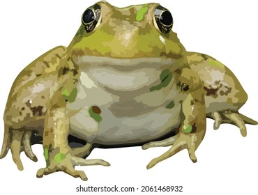 Vector image of a Green Frog I photographed as it rested on a log in Northern Illinois. 