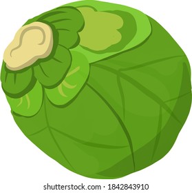 Vector image of green isolated brussels sprouts. Single ripe brussels sprout for sticker, print, grocery or food store decoration. Trendy vector concept of healthy food, harvest, natural farming 