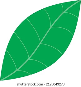 Imagen vectorial de hoja verde con línea central o tallo verde-blanco