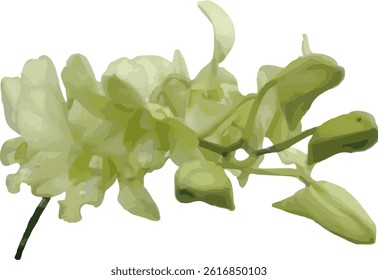 vector image of green orchid flower in white background