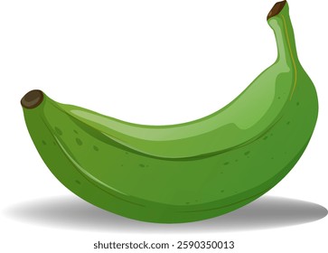 Vector image of a green plantain
