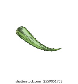 Vector image with a green prickly leaf of a vitamin-rich aloe vera plant in the style of a hand sketch on a white background for use in cosmetology and medicine