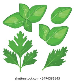 Vector image of greenery for cooking. Food and fast food concept. Element for your design. Ingredient for cooking.