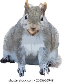 Imagen vectorial de una ardilla gris aislada