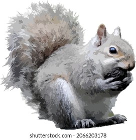 Vector Image of a Grey Squirrel Isolated