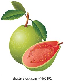 Vector image of a guava
