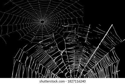 vector image of halloween spider web