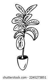 Vector image of hand drawn ficus lyrata