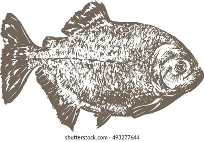 Vector image of a hand drawn ravenous piranha fish.