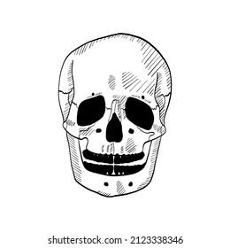Vector image of a hand drawn skull on a white background