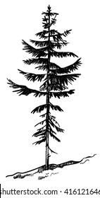 Vector image of the hand of a young pine, spruce .