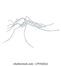Vector image of handmade drawind of mosquito