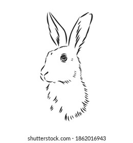 Vector image of hare silhouette, hare vector sketch illustration
