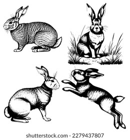 Vector image of a hare. Vintage illustration of rabbits. Vector illustration of 4 hares. Monochrome, highlighted on a white background. Rabbit, a farm animal.