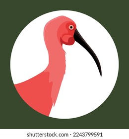 Imagen vectorial de la cabeza del ave Red Ibis.