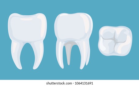 Vector image of a healthy root tooth on a blue background from different angles. External structure of a healthy tooth. Stomatology.