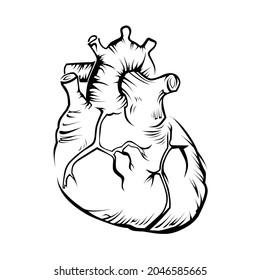 vector image of a heart, can be used for education icons for health.