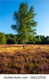 vector image of an heather landscape birch tree