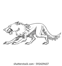 Vector image of a heraldic wolf standing turned left and growling on a white background. Coat of arms, heraldry, emblem, symbol. Made in monochrome style. Vector illustration.
