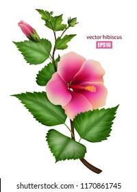 Vector image of hibiscus on white, hibiscus branch, garden flower, plants, tropical flower. Bud, flower, bouquet, beautiful plant. 3D effect. EPS10