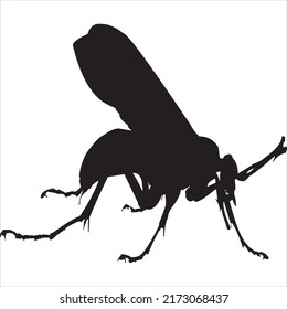 Vector, Image of honey bee silhouette, black and white color, with transparent background


