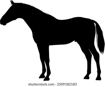 Vector image of a horse