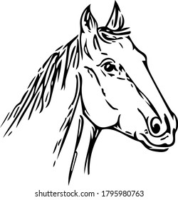 vector image of a horse in different angles