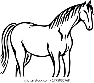 vector image of a horse in different angles