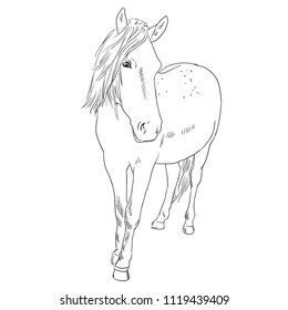 Vector image of an horse on white background. Outline sketch illustration of beautiful horse portrait one line