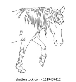 Vector image of an horse on white background. Outline sketch illustration of beautiful horse portrait one line